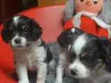 Cavalier / Dansk Svensk blanding med 2 års garanti - 2