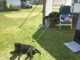 Luft telt til camping vogn sælges brugt 4 gange - 4