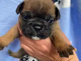 Kærlige franske bulldog  - 2