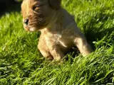 Cavapoo hvalpe  - 2