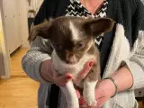   Chihuahua hvalpe Sælges  NEDSAT