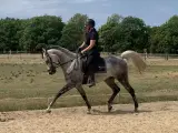 Ox araber 