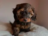 Doxiepoo - 3