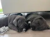 Cane Corso Hvalpe (Italiensk mastiff)