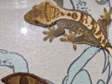 Kronegekko han 
