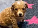 Maltipoo vi venter!