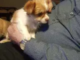 Chihuahua/yorkshireterrier - 2