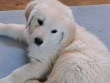 Golden retriever hvalpe