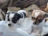 Chihuahua Tæve Hvalpe