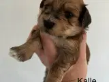Bichon Havanais hvalpe. 2 tæver og 6 hanner - 2
