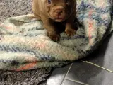 ABKC American Bullys  - 4