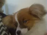 Skønne chihuahua-blandingshvalpe