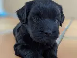 Lækre Malshipoo blandingshvalpe - 3