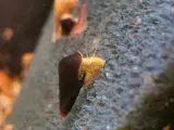 sulawesi snegl