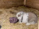 Kanin og kaninbur