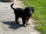 Cavapoo babyer må rejse nu - 4