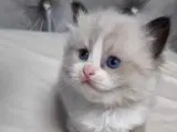 De Skønneste Ragdoll Killinger Søger Kærlige Hjem - 4