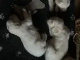 Golden retriever hvalpe - 3