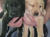 Labrador hvalpe  - 2