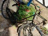 Charmerende ældre cykel 