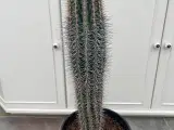Kaktus