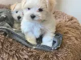 Maltipoo babyer må rejse d 8/12-23 - 4