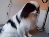 Japanese chin  - 4