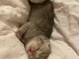 British shorthair killinger 