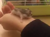Dværg hamster