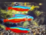 Neonfisk