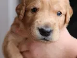 Golden retriever han hvalpe 2 tilbage  - 5