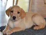 Formel 1 Labrador hvalpe - sorte og gule - 5