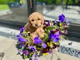  Smukke mini Goldendoodle, doodle hvalpe - 4