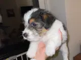 Jack russel hvalpe 
