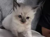 De Skønneste Ragdoll Killinger Søger Kærlige Hjem - 5