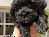  TIDLIG JULEGAVE BLØDESTE OG LÆKKER BICHON HAVANAI - 2
