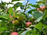 Æbletræer - mange sorter - 2