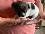 Chihuahua hvalpe sælges