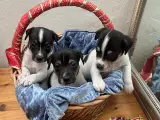 Dansk/svensk gårdhunde hvalpe