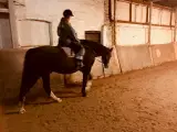 Hesteboks til leje - 2