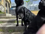 Labrador Formel 1 - 2