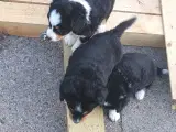 "Mini Berner Sennen" - 5