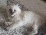  Ragdoll Killinger  - 4