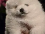 Pomeranian hvalpe , 4 søde drenge.  - 5