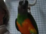 Papegøje Senegal han