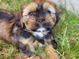 Shihtzu/ Cavalier King Charles 