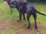 Cane-Corso Hvalpene 3 uge  - 5