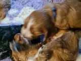 Engelsk Cocker Spaniel  - 5