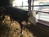 Hereford - 2