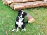 Charmerende border collie hvalpe
